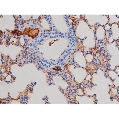 AKT1 Antibody (phospho-Ser124)