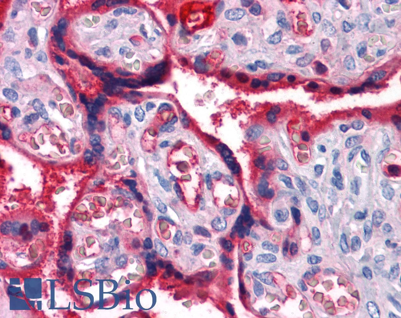 IHC-plus™ A1BG Antibody (clone 4B5)