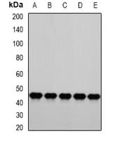 Polyclonal Rabbit anti-Human PSMC4 Antibody (IF, WB)
