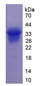 Mouse SPP1 / Osteopontin Protein (Recombinant His, N-Terminal)