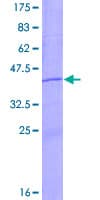 Human TIF-IA / RRN3 Protein (Recombinant GST)