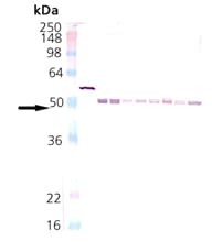 Polyclonal Rabbit anti-Human DNAJA1 / HDJ2 Antibody (WB)