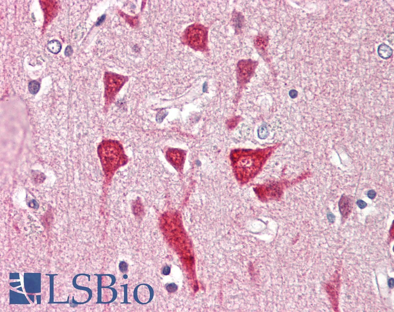 IHC-plus™ PRAF2 Antibody (aa129-178)