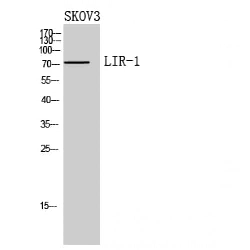Polyclonal Rabbit anti-Human ILT2 / CD85 Antibody (21-70 aa, N-terminal, WB)