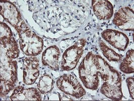 MAP2K2 / MKK2 / MEK2 Antibody (clone OTI1A2)