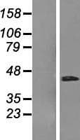 RHBDD3 Protein (Over-Expression Lysate Myc-DDK (Flag))