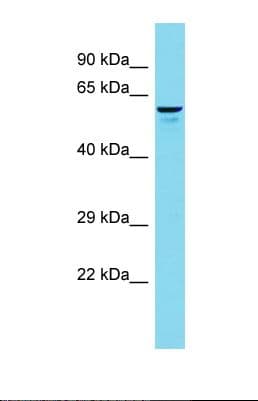 FRMD1 Antibody (aa95-144)