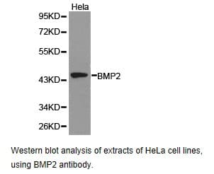 BMP2 Antibody