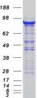 Human SEC23A / COP II Protein (Recombinant Myc-DDK (Flag))