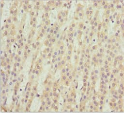 Polyclonal Rabbit anti-Human NEU2 / Sialidase 2 Antibody (IHC)
