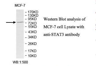 Polyclonal Rabbit anti-Human STAT3 Antibody (aa51-278, IHC, WB)