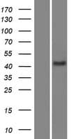 SCML4 Protein (Over-Expression Lysate Myc-DDK (Flag))