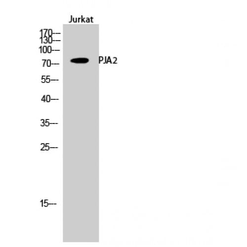 PJA2 Antibody (110-190 aa, Internal)