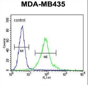MECP2 Antibody (aa58-87)