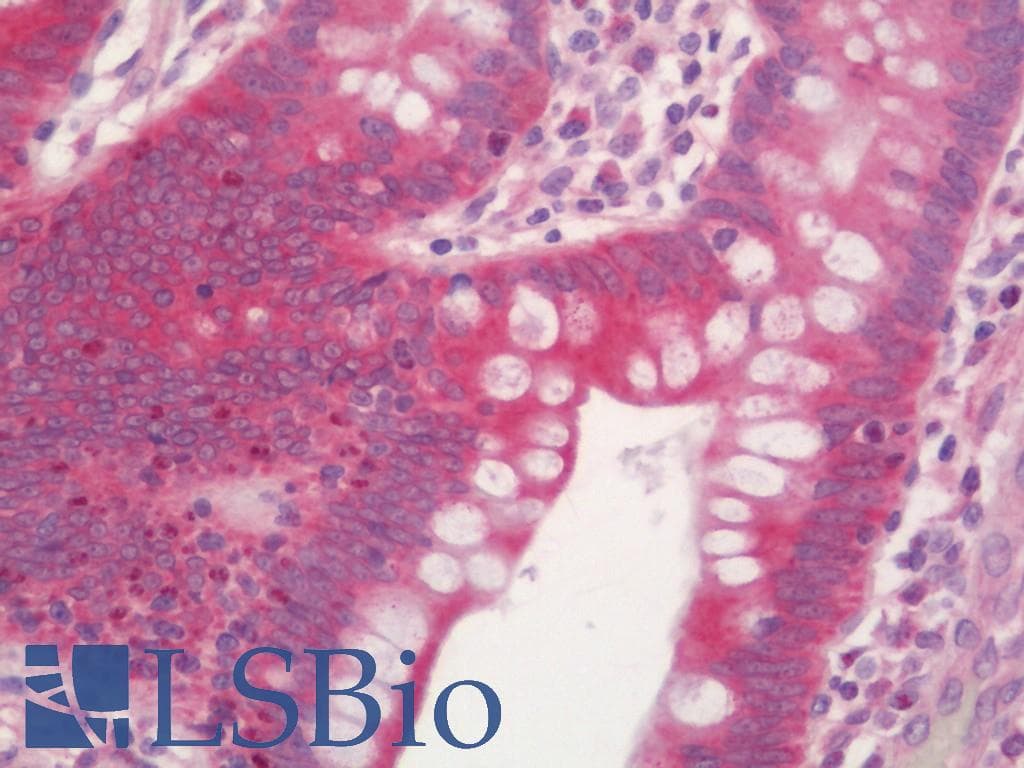 IHC-plus™ NFE2L2 / NRF2 Antibody