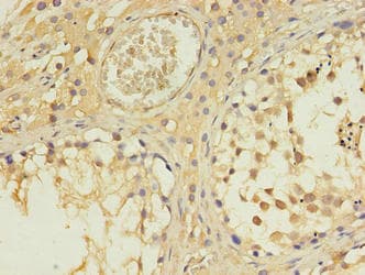 IFT27 / RABL4 Antibody (aa1-186)
