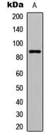 GIT2 Antibody (Internal)