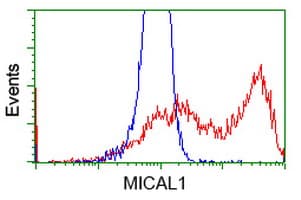 MICAL1 / MICAL Antibody (clone OTI4A1, Carrier-free)