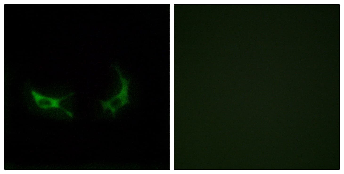 Polyclonal Rabbit anti-Human OR2M5 Antibody (aa241-290, IF)