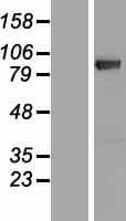 DGKG Protein (Over-Expression Lysate Myc-DDK (Flag))