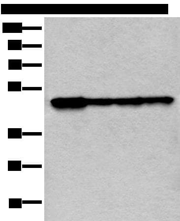 VRK1 Antibody