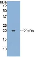 eco / Ecotin Antibody