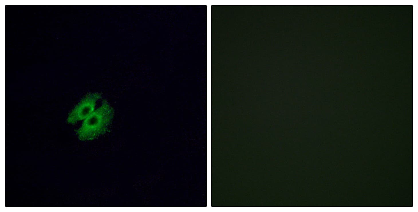 Polyclonal Rabbit anti-Human OR2G2 Antibody (aa241-290, IF, WB)