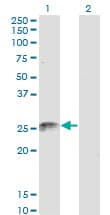 Monoclonal Mouse anti-Human FADD Antibody (clone 3C3, WB)