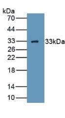 GC1qR / C1QBP Antibody (aa76-282, Biotin)