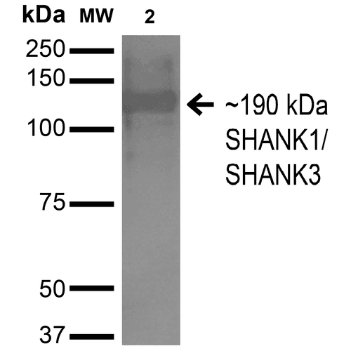 SHANK3 Antibody (clone S367-51, Atto 594)