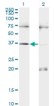IHC-plus™ PAX9 Antibody (clone 3B8)