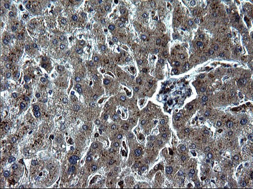 Monoclonal Mouse anti-Human IRF5 Antibody (clone OTI1G7, IHC, WB)