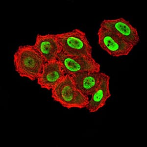 ZFP91 Antibody (clone 8C3D5)