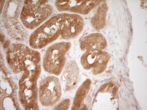 HGF / Hepatocyte Growth Factor Antibody (aa200-494, clone OTI2F3)