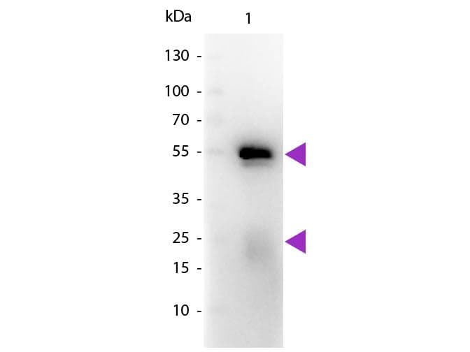 Goat Anti-Rabbit IgG Secondary Antibody (HRP)