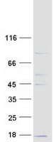 Human COX6C Protein (Recombinant Myc-DDK (Flag))