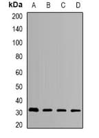 HMGCL Antibody