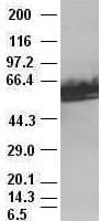 Monoclonal Mouse anti-Human MYC / c-Myc Antibody (clone OTI1A6, IHC, IF, WB)