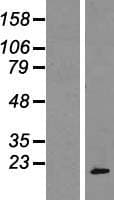 POP7 Protein (Over-Expression Lysate Myc-DDK (Flag))