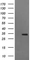 SYP / Synaptophysin Antibody (clone OTI1H9)