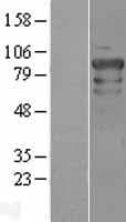 POU2F1 / OCT1 Protein (Over-Expression Lysate Myc-DDK (Flag))
