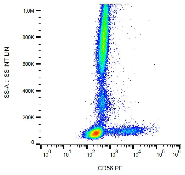 NCAM / CD56 Antibody (clone LT56, PE)