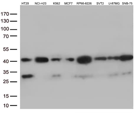 VGLL3 Antibody (clone OTI3C7)