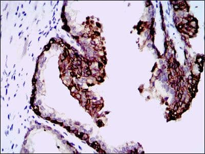 HAS3 Antibody (clone 3C9)