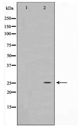 EFNA5 / Ephrin A5 Antibody