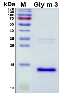 Soy Bean Gly m 3 Protein (Recombinant His, N-Terminal)