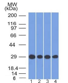 PHB / Prohibitin Antibody (clone PHB/1881, Ready-to-Use)