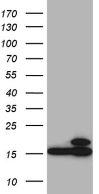 NAF-1 / CISD2 Antibody (clone OTI4E8, Carrier-free)