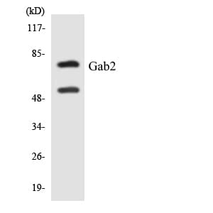 Polyclonal Rabbit anti-Human GAB2 Antibody (aa568-617, WB)
