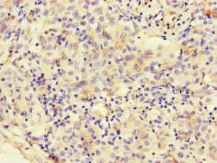 MEGF10 Antibody